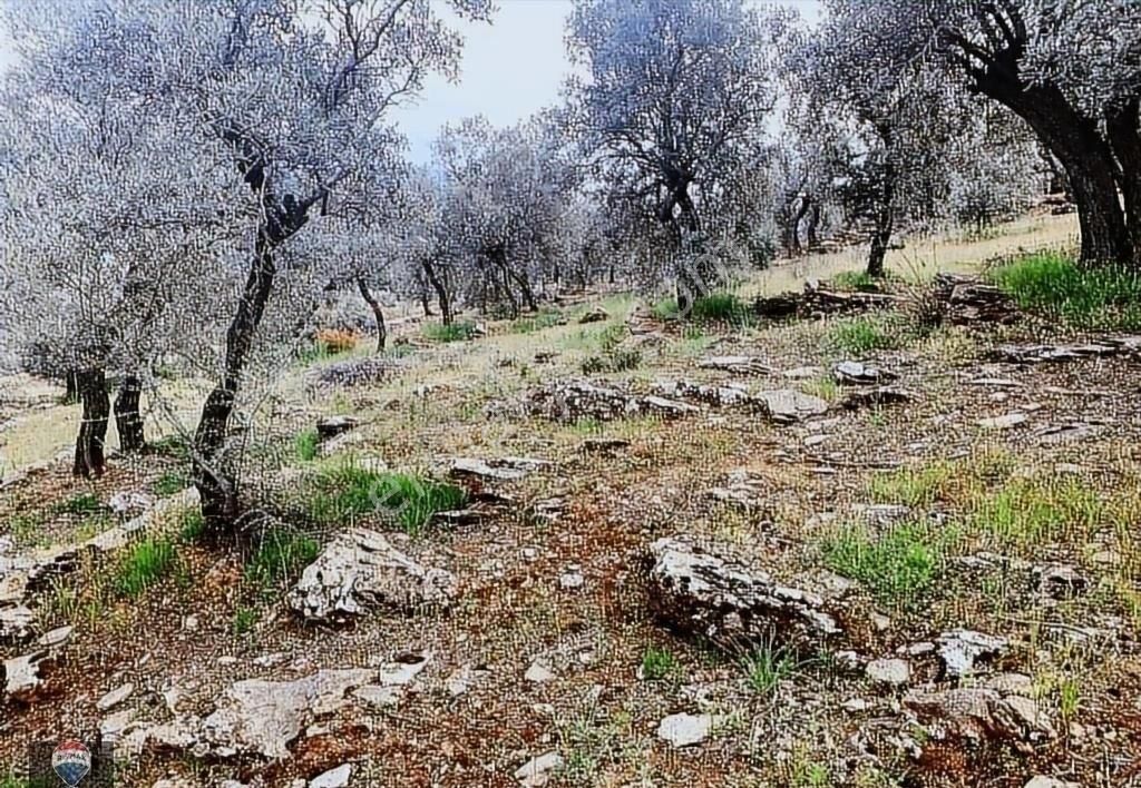 Bayındır Kızıloba 785 M2 Yolu Ve Verimli Ağaçlı Satılık Tarla - Görsel 6