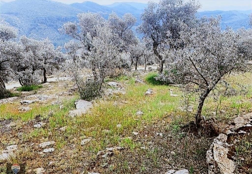 Bayındır Kızıloba 785 M2 Yolu Ve Verimli Ağaçlı Satılık Tarla - Görsel 7