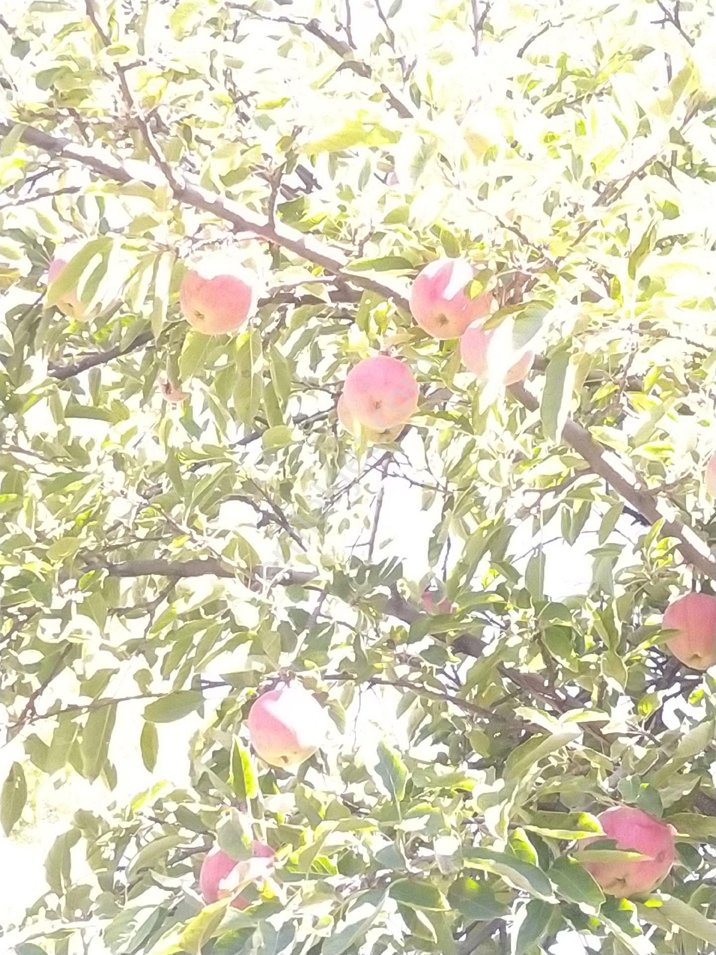 Sahibinden Satılık Bahçe - Görsel 7