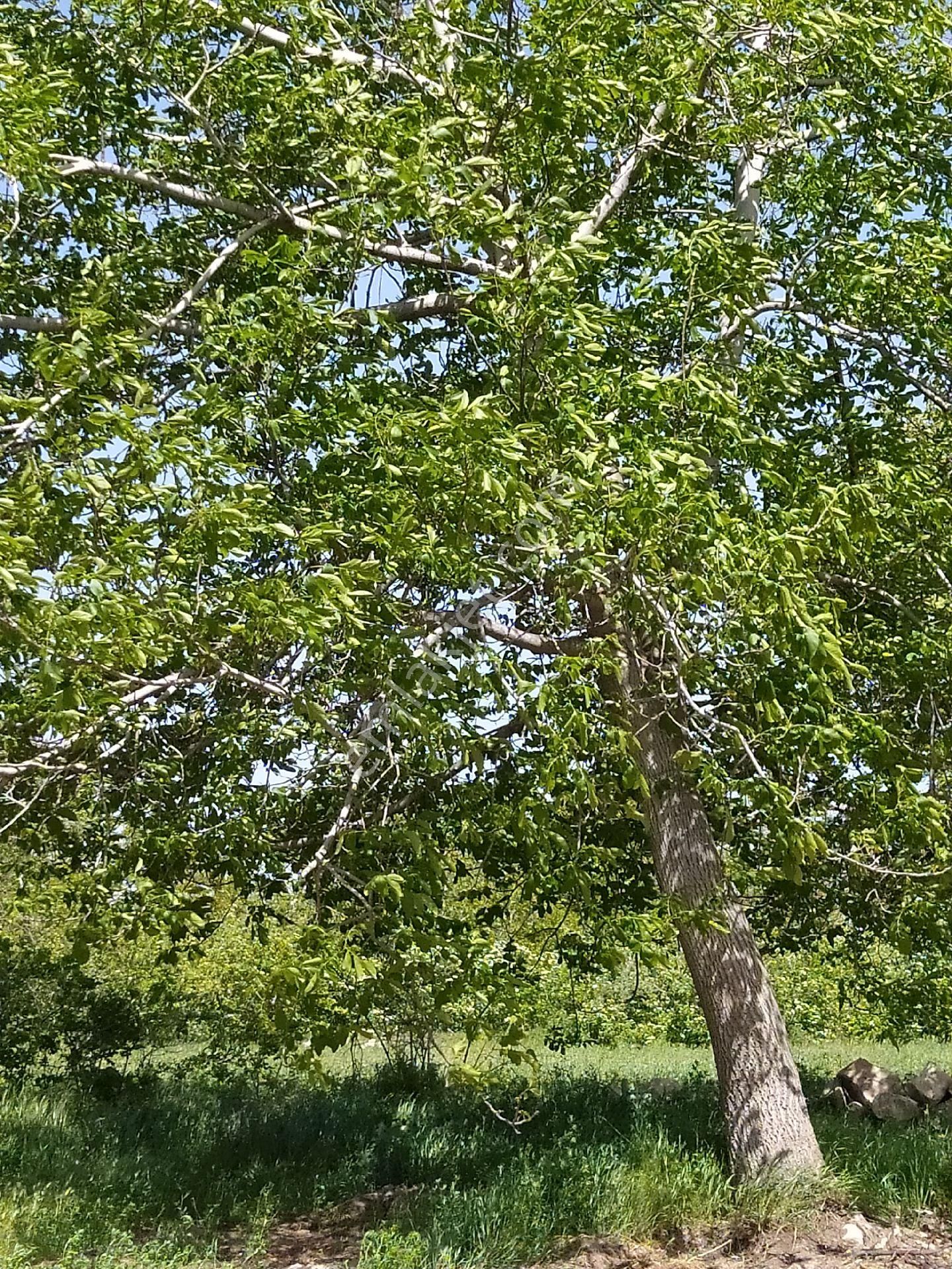 Sahibinden Satılık Bahçe - Görsel 10