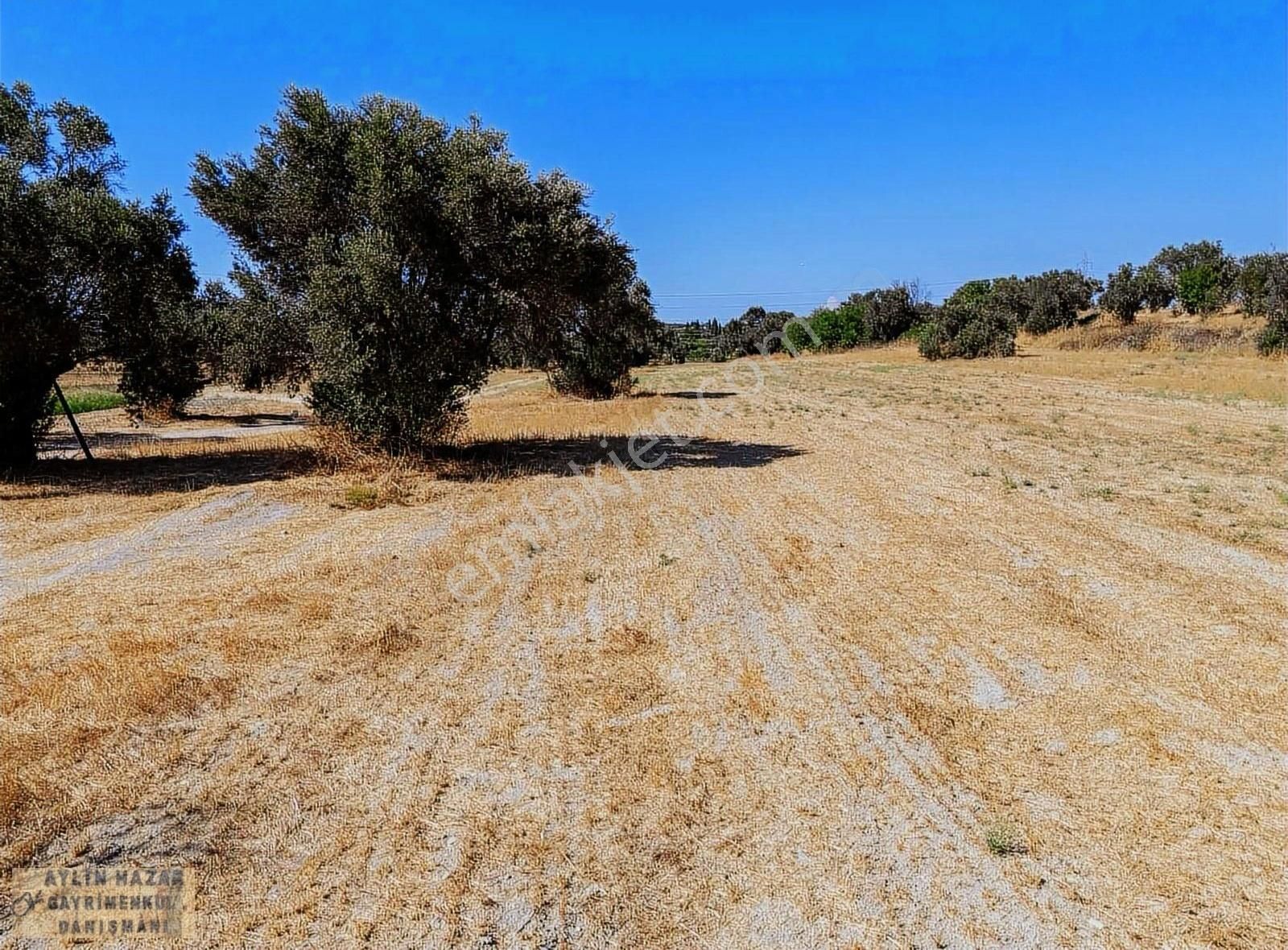 Şarap Bağlarına Ve Urla Merkeze Komşu,yola Cepheli Tarla - Görsel 19