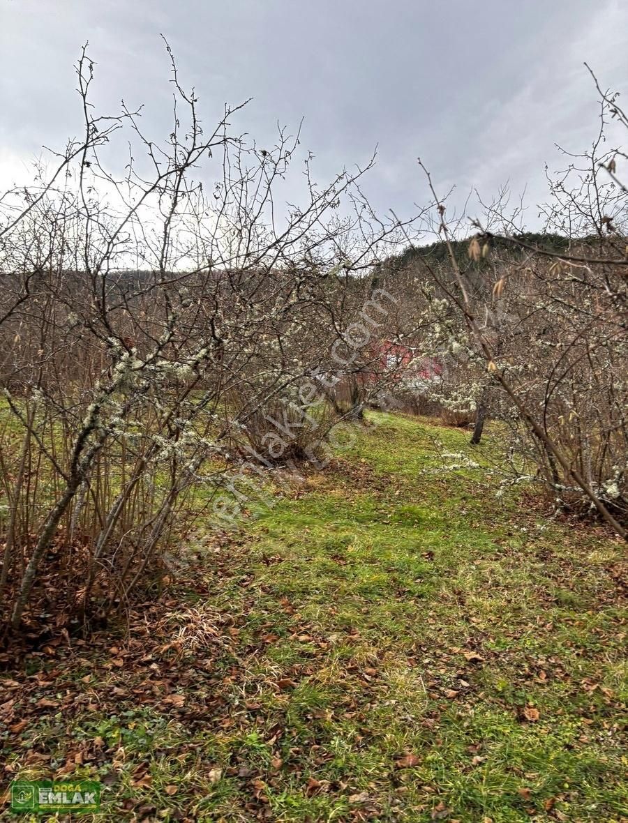 Mengen Babahızır Köyü 5000 M2 Bahçe İçinde Satılık Müstakil Ev - Görsel 21