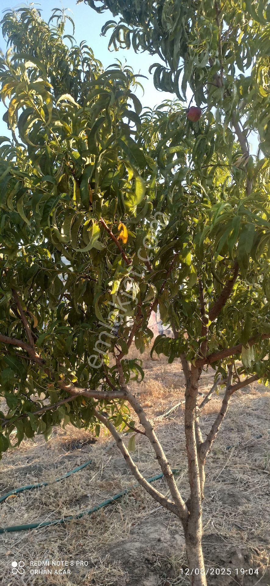 Torbalı Dirmilde Hisse Tapulu Bahçe Satış Tapu Dairesinden - Görsel 11