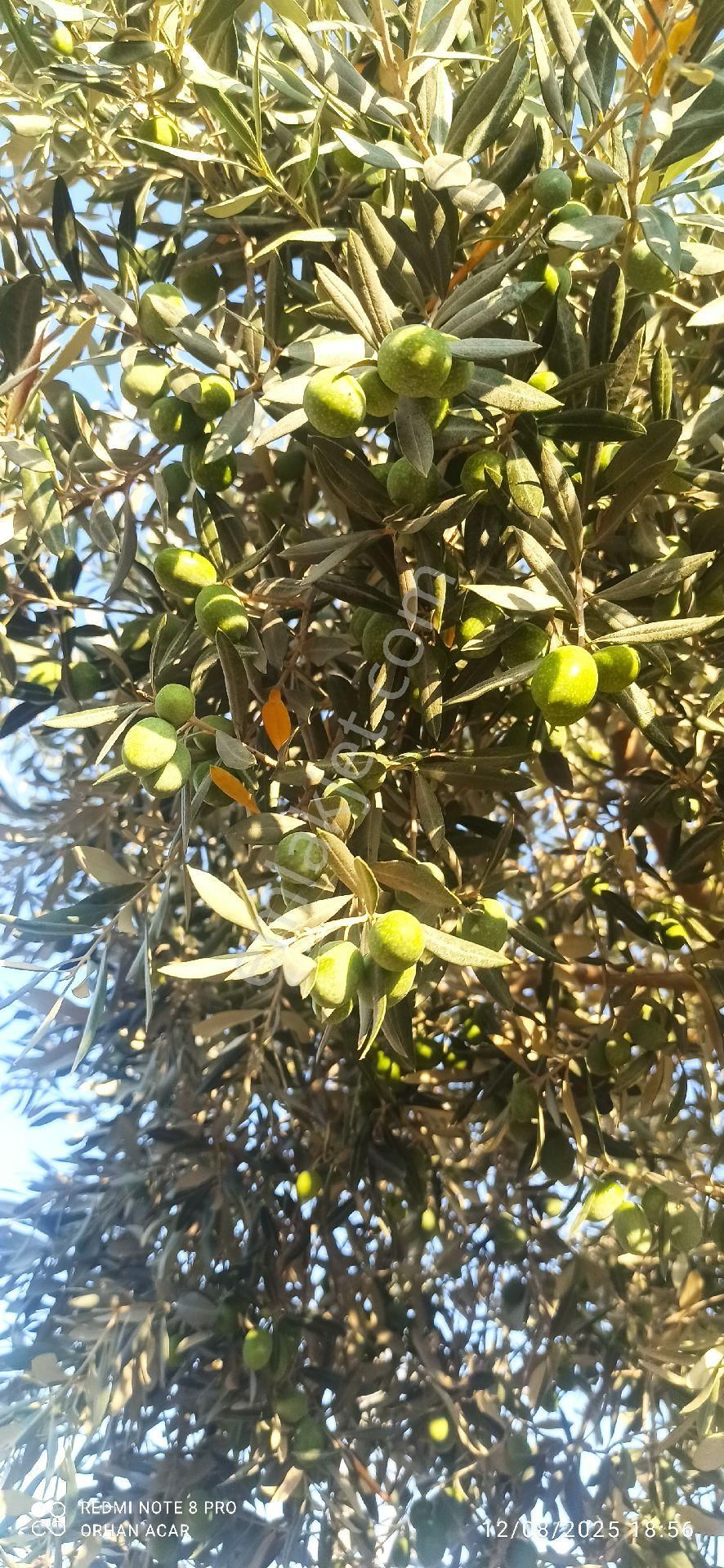 Torbalı Dirmilde Hisse Tapulu Bahçe Satış Tapu Dairesinden - Görsel 10