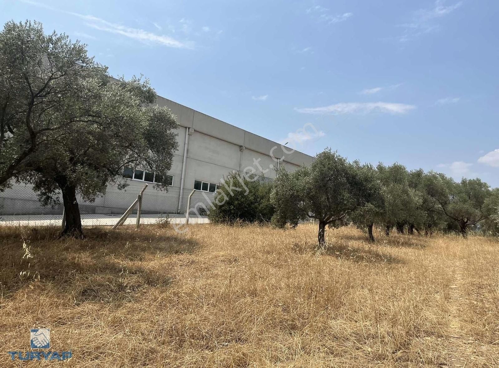 Torbalı Gazi Mustafa Kemal Mah 8274 M2 Zeytinlik Bağ Ve Dam - Görsel 5