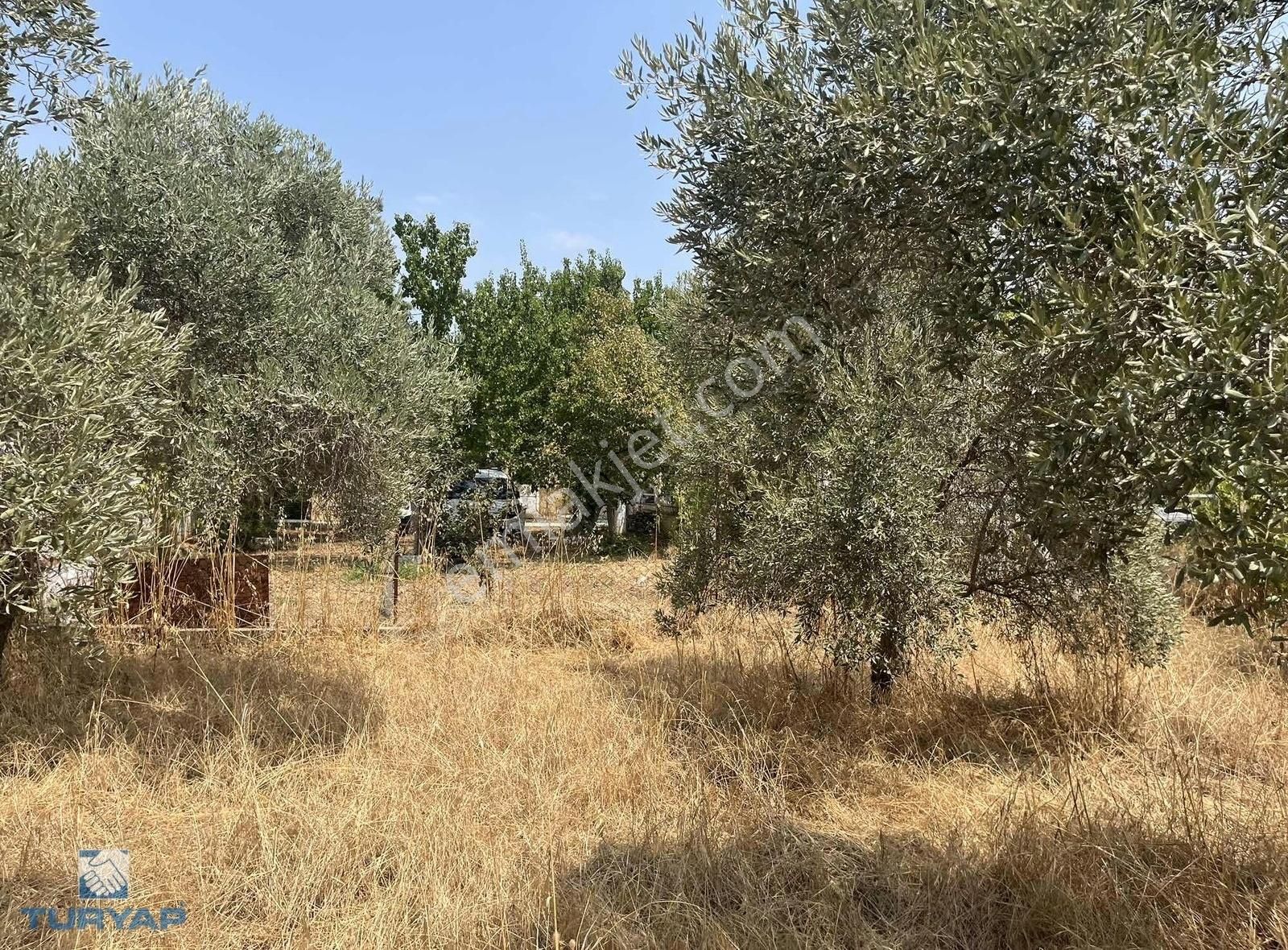 Torbalı Gazi Mustafa Kemal Mah 8274 M2 Zeytinlik Bağ Ve Dam - Görsel 15