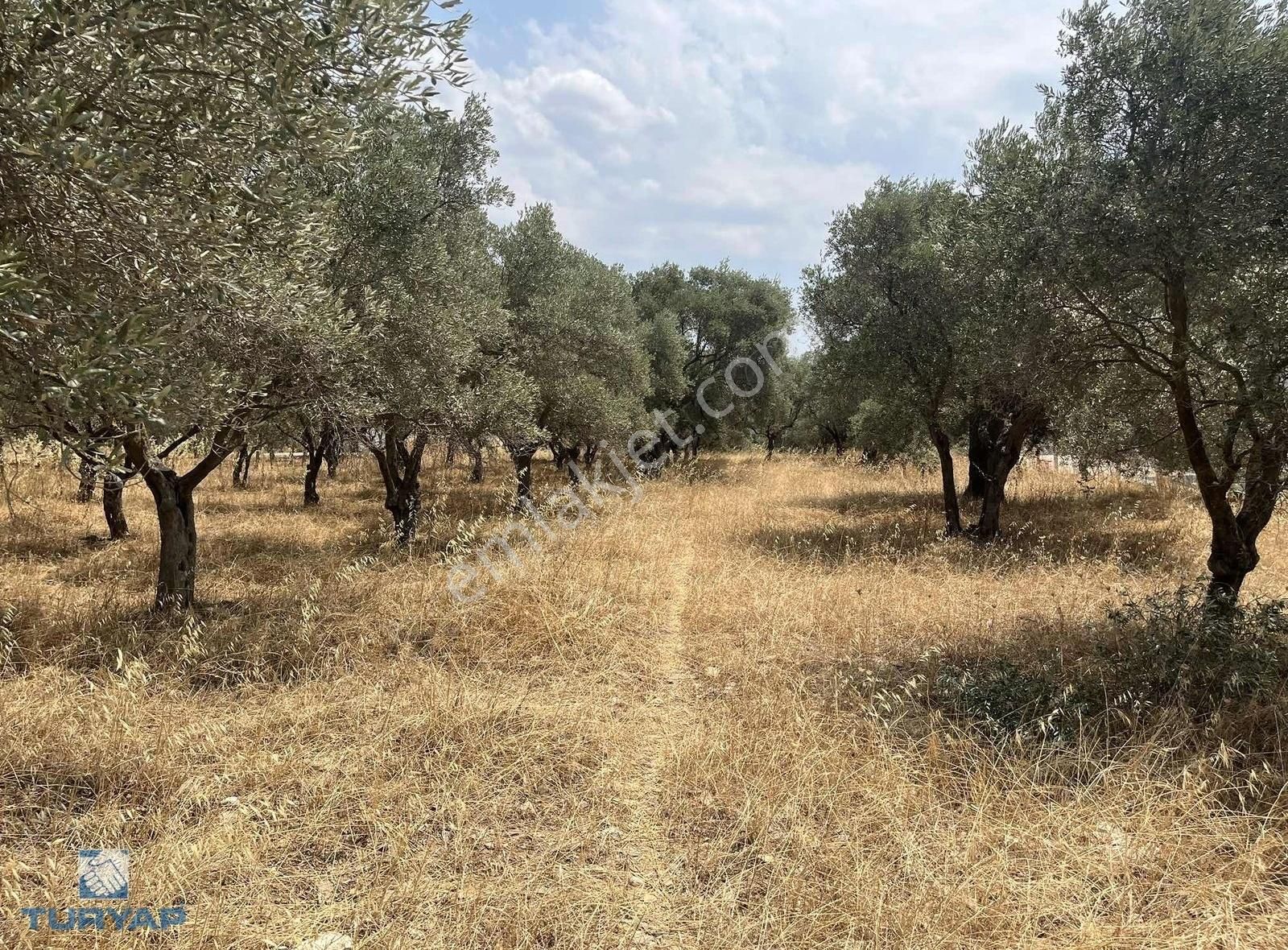 Torbalı Gazi Mustafa Kemal Mah 8274 M2 Zeytinlik Bağ Ve Dam - Görsel 9