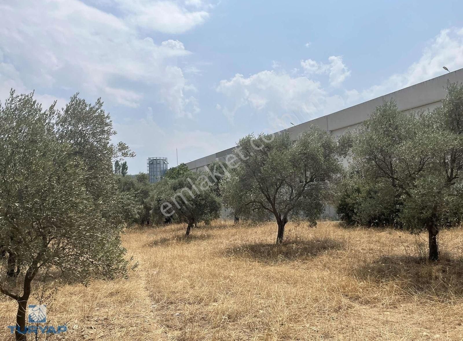 Torbalı Gazi Mustafa Kemal Mah 8274 M2 Zeytinlik Bağ Ve Dam - Görsel 8