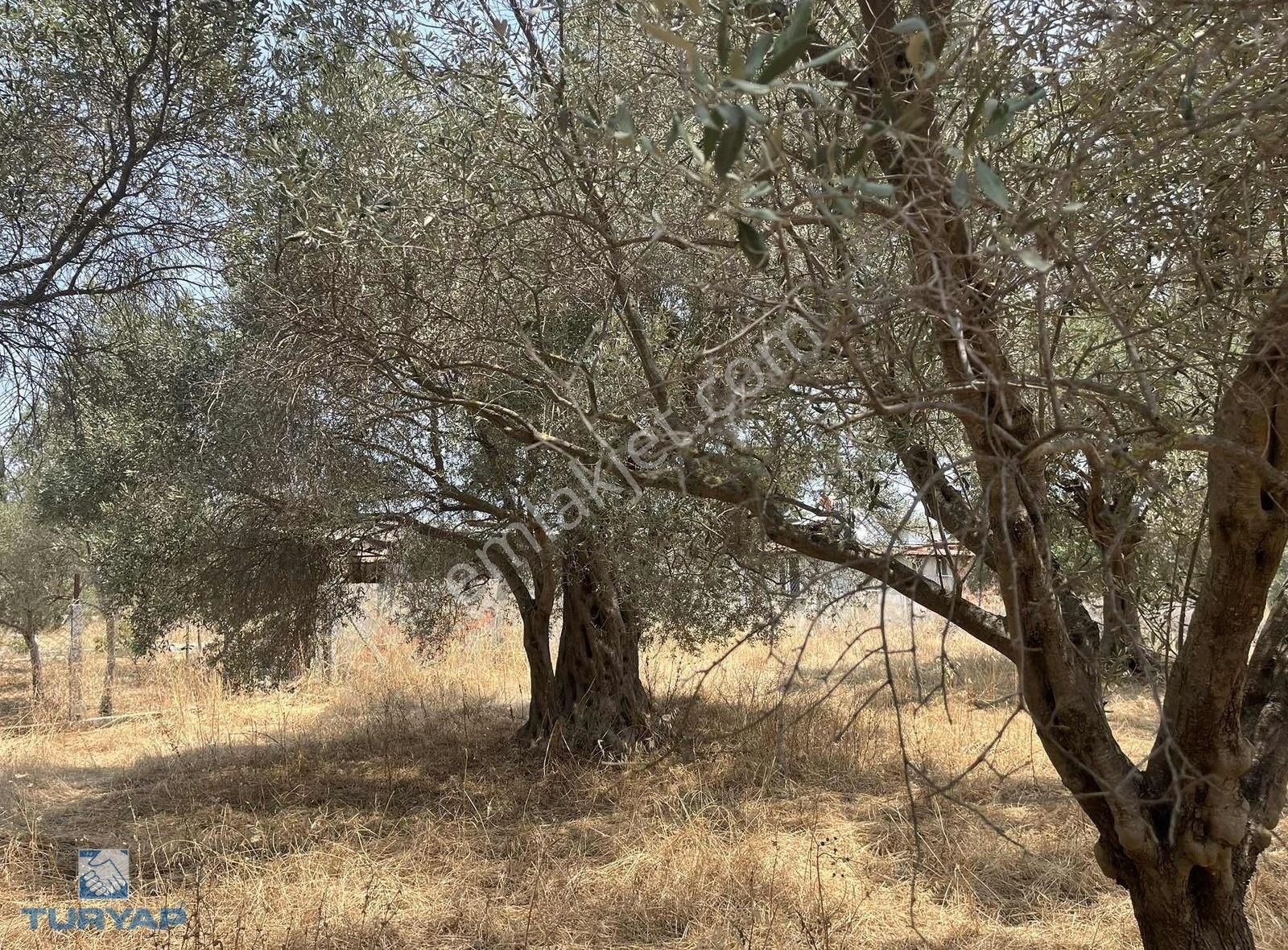 Torbalı Gazi Mustafa Kemal Mah 8274 M2 Zeytinlik Bağ Ve Dam - Görsel 11