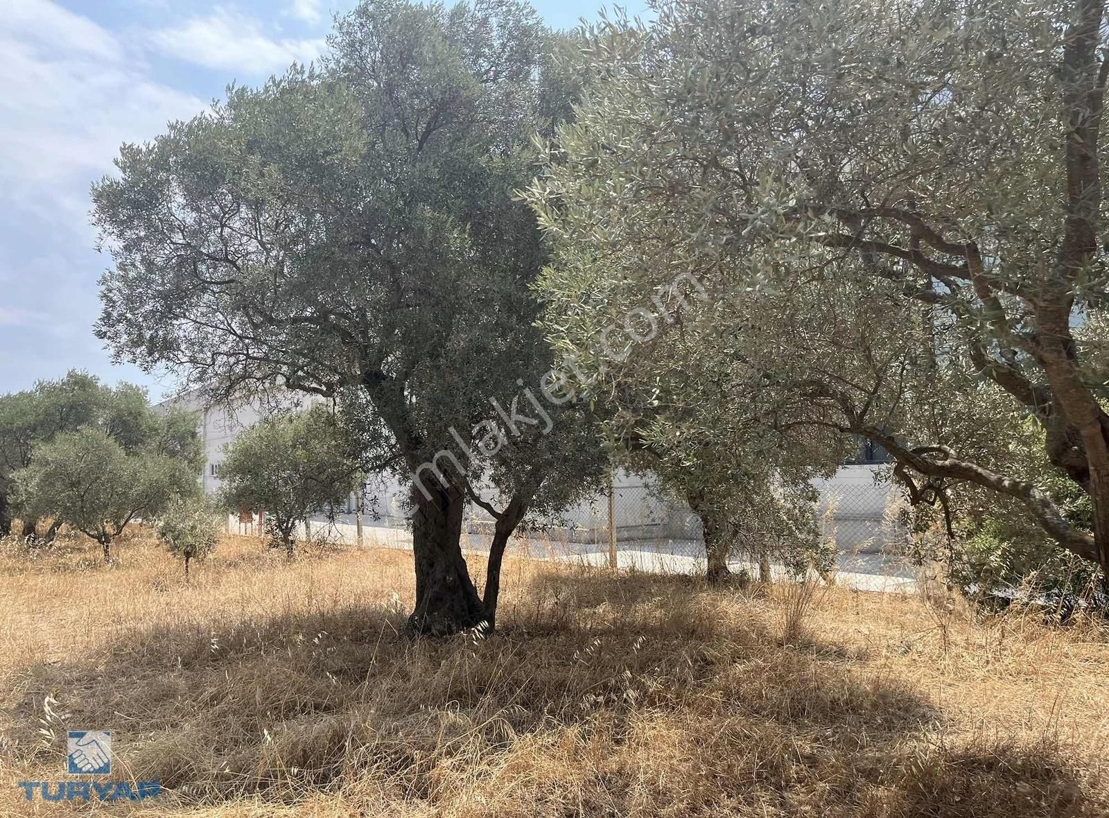 Torbalı Gazi Mustafa Kemal Mah 8274 M2 Zeytinlik Bağ Ve Dam - Görsel 4