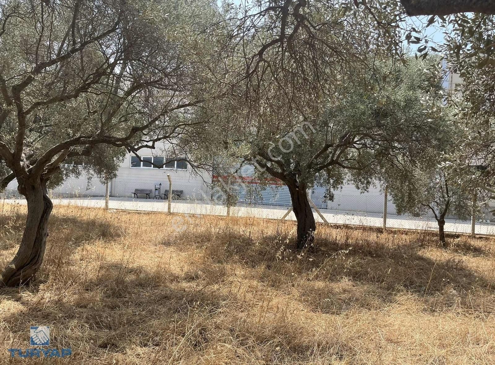 Torbalı Gazi Mustafa Kemal Mah 8274 M2 Zeytinlik Bağ Ve Dam - Görsel 18