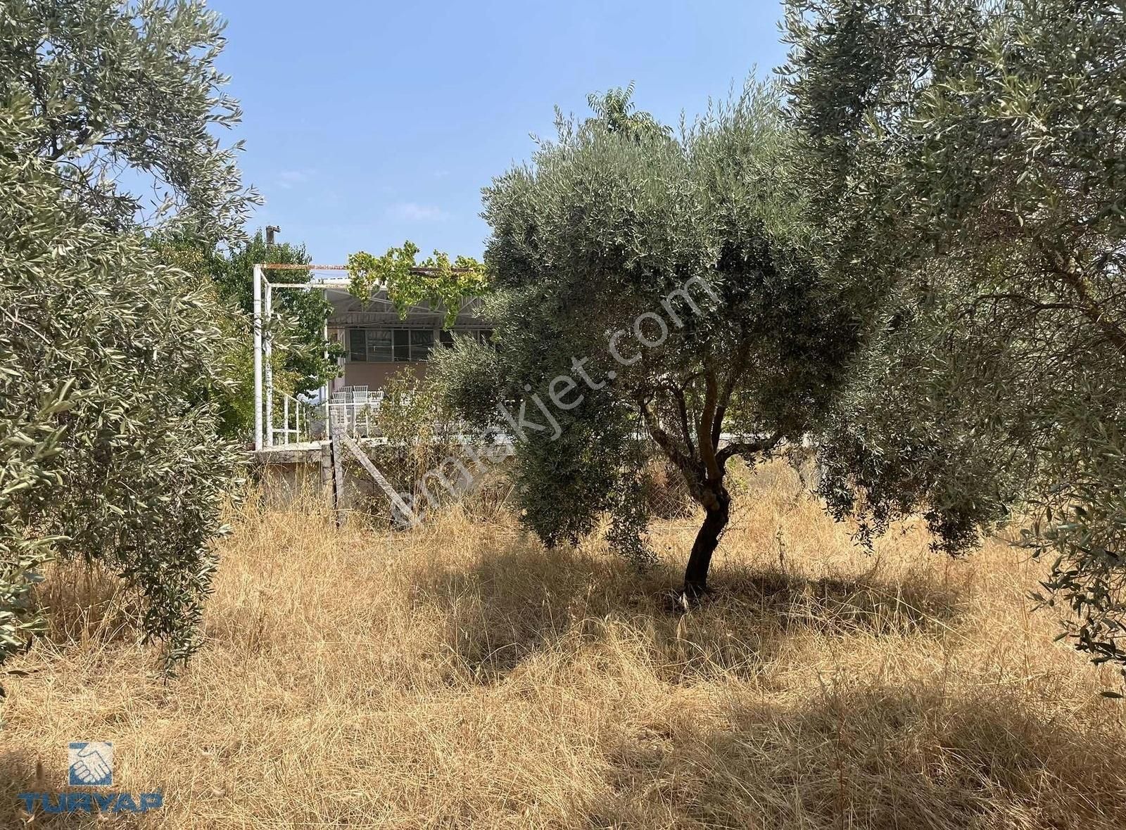 Torbalı Gazi Mustafa Kemal Mah 8274 M2 Zeytinlik Bağ Ve Dam - Görsel 12