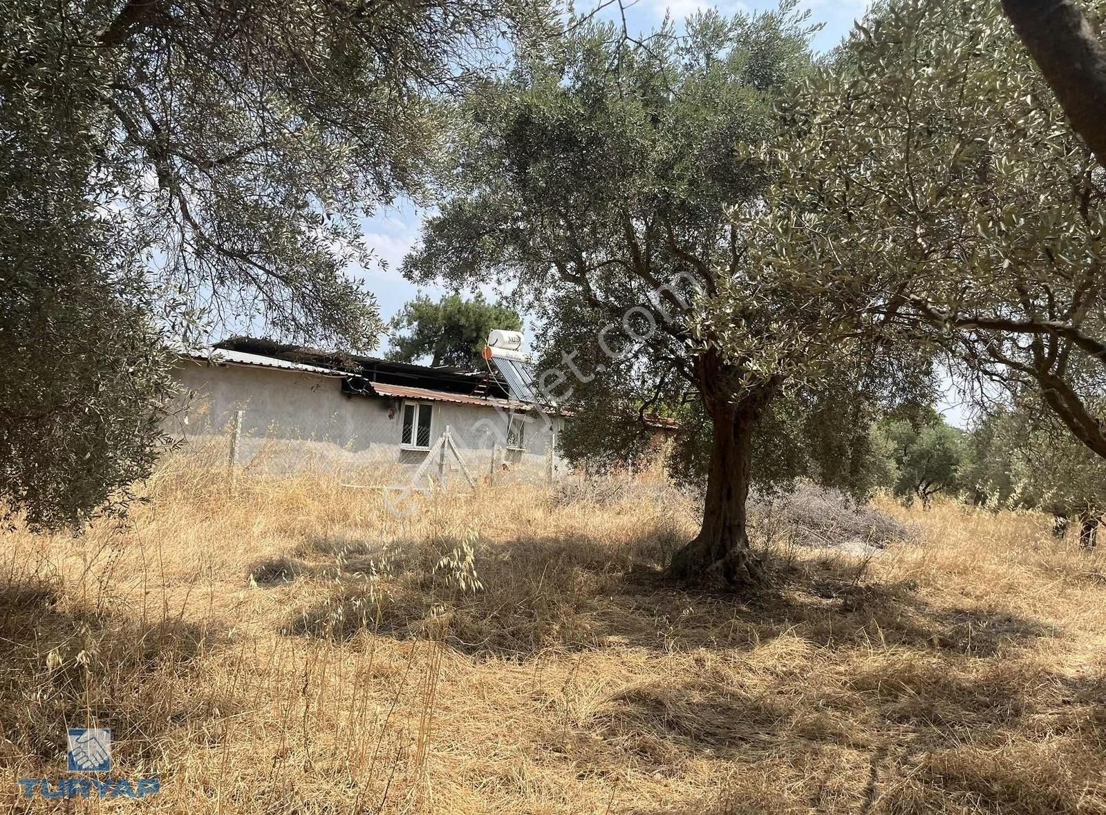 Torbalı Gazi Mustafa Kemal Mah 8274 M2 Zeytinlik Bağ Ve Dam - Görsel 7