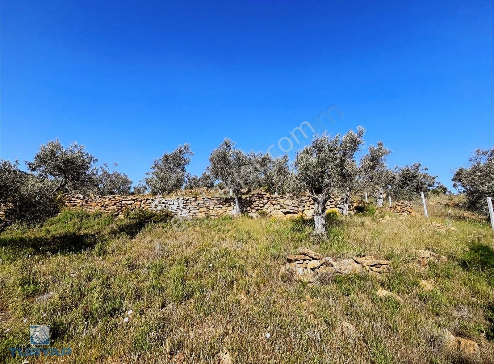 Torbalı Dirmil Mah 2080m2 Ata Mirasından Bölünme Zeytinlik - Görsel 30