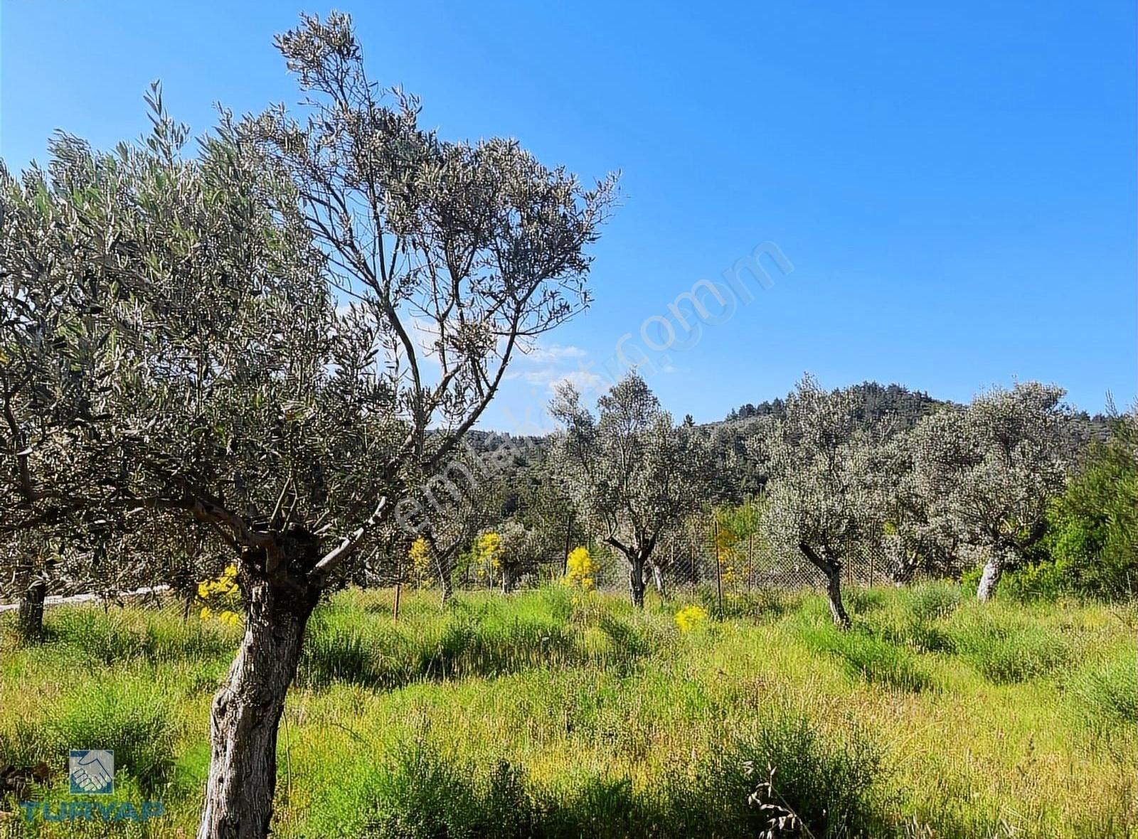 Torbalı Dirmil Mah 2080m2 Ata Mirasından Bölünme Zeytinlik - Görsel 24
