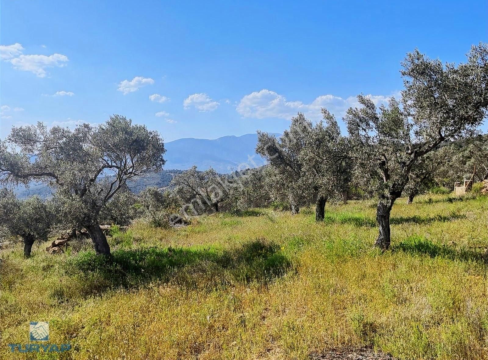 Torbalı Dirmil Mah 2080m2 Ata Mirasından Bölünme Zeytinlik - Görsel 31