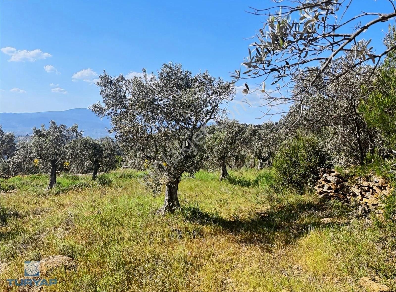 Torbalı Dirmil Mah 2080m2 Ata Mirasından Bölünme Zeytinlik - Görsel 16