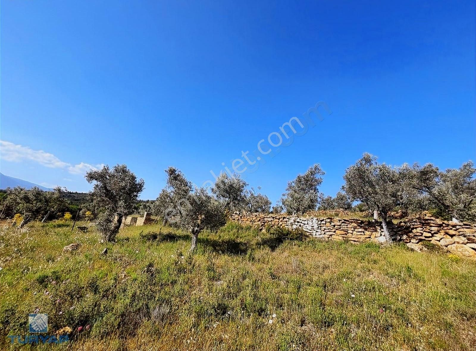 Torbalı Dirmil Mah 2080m2 Ata Mirasından Bölünme Zeytinlik - Görsel 21
