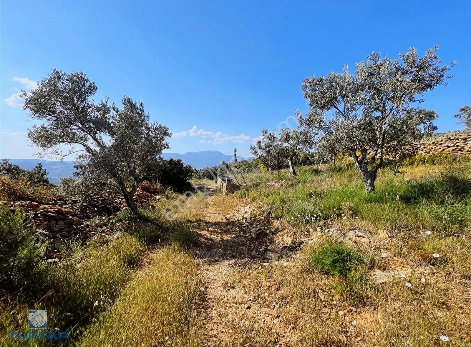 Torbalı Dirmil Mah 2080m2 Ata Mirasından Bölünme Zeytinlik - Görsel 4