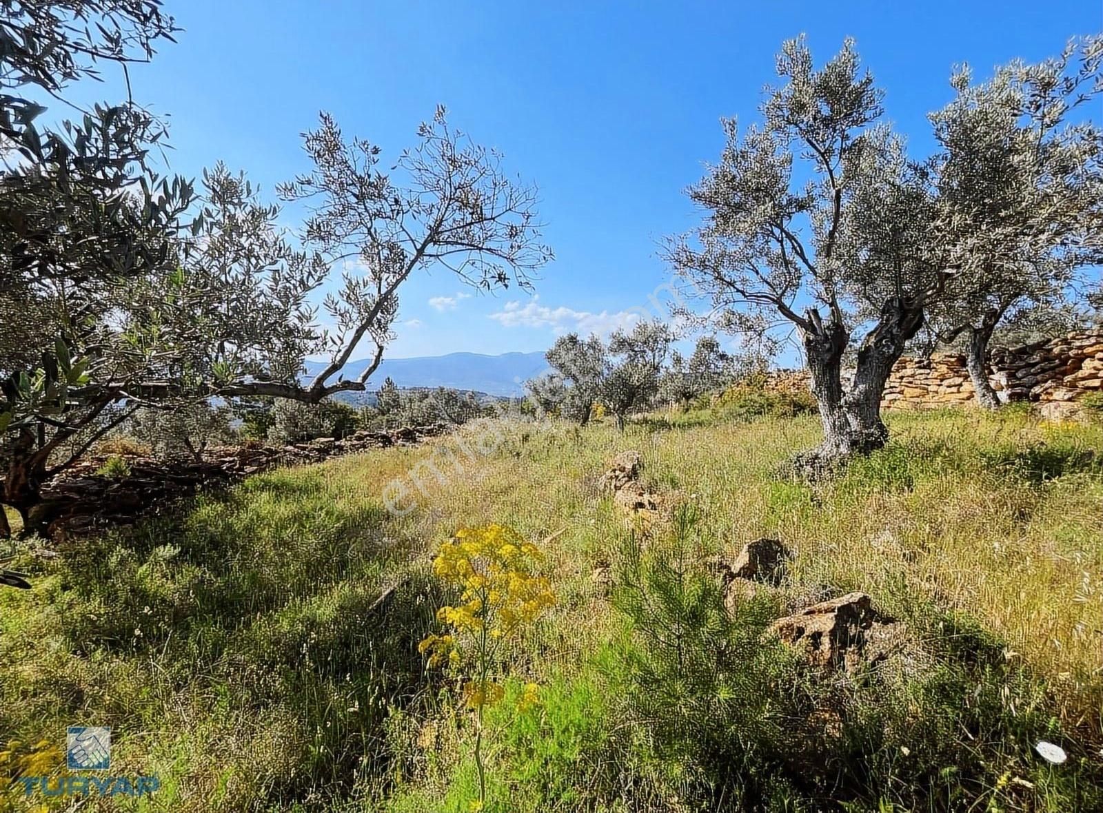 Torbalı Dirmil Mah 2080m2 Ata Mirasından Bölünme Zeytinlik - Görsel 18