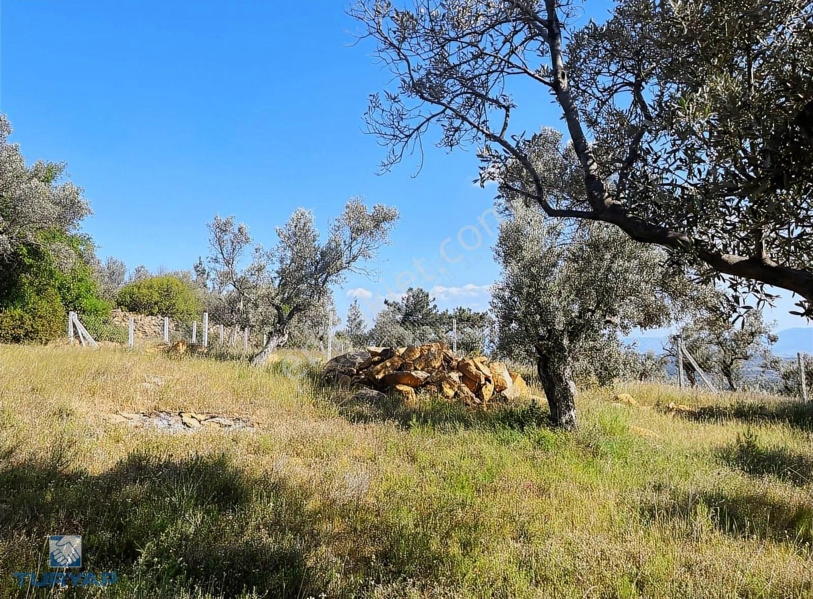 Torbalı Dirmil Mah 2080m2 Ata Mirasından Bölünme Zeytinlik - Görsel 13