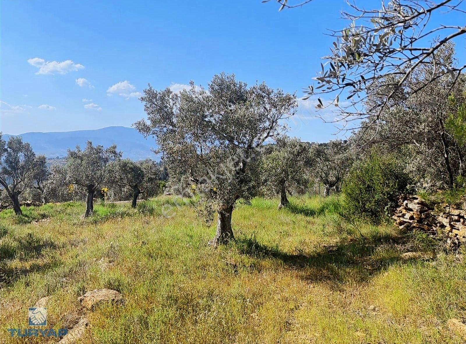 Torbalı Dirmil Mah 2080m2 Ata Mirasından Bölünme Zeytinlik - Görsel 26