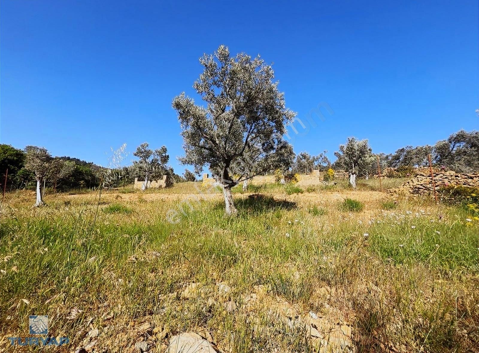 Torbalı Dirmil Mah 2080m2 Ata Mirasından Bölünme Zeytinlik - Görsel 19