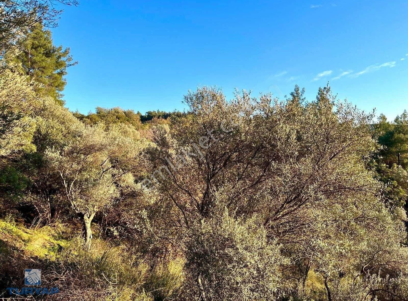 Torbalı Helvacı Mah.9412 M2 Müstakil Parsel Satılık Tarla