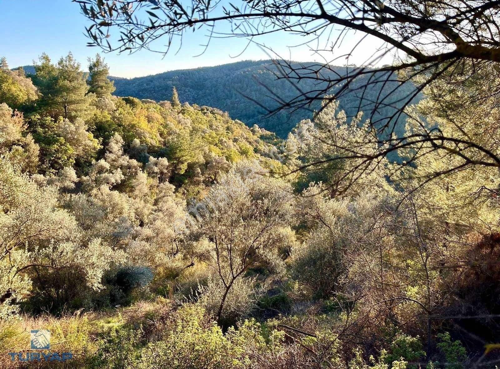 Torbalı Helvacı Mah.9412 M2 Müstakil Parsel Satılık Tarla - Görsel 2