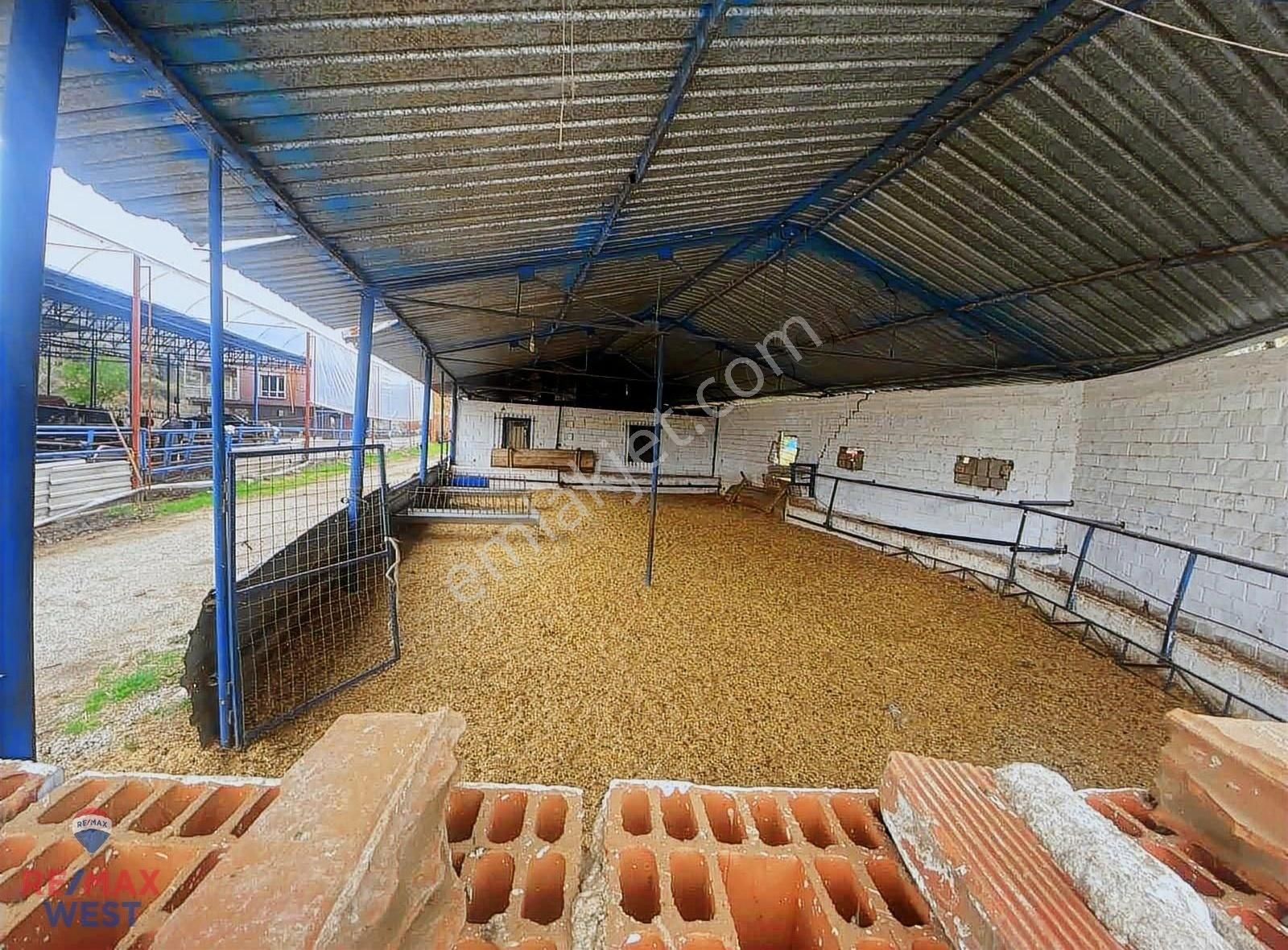 Aydın Germencik'te Satılık Çiftlik - Görsel 4