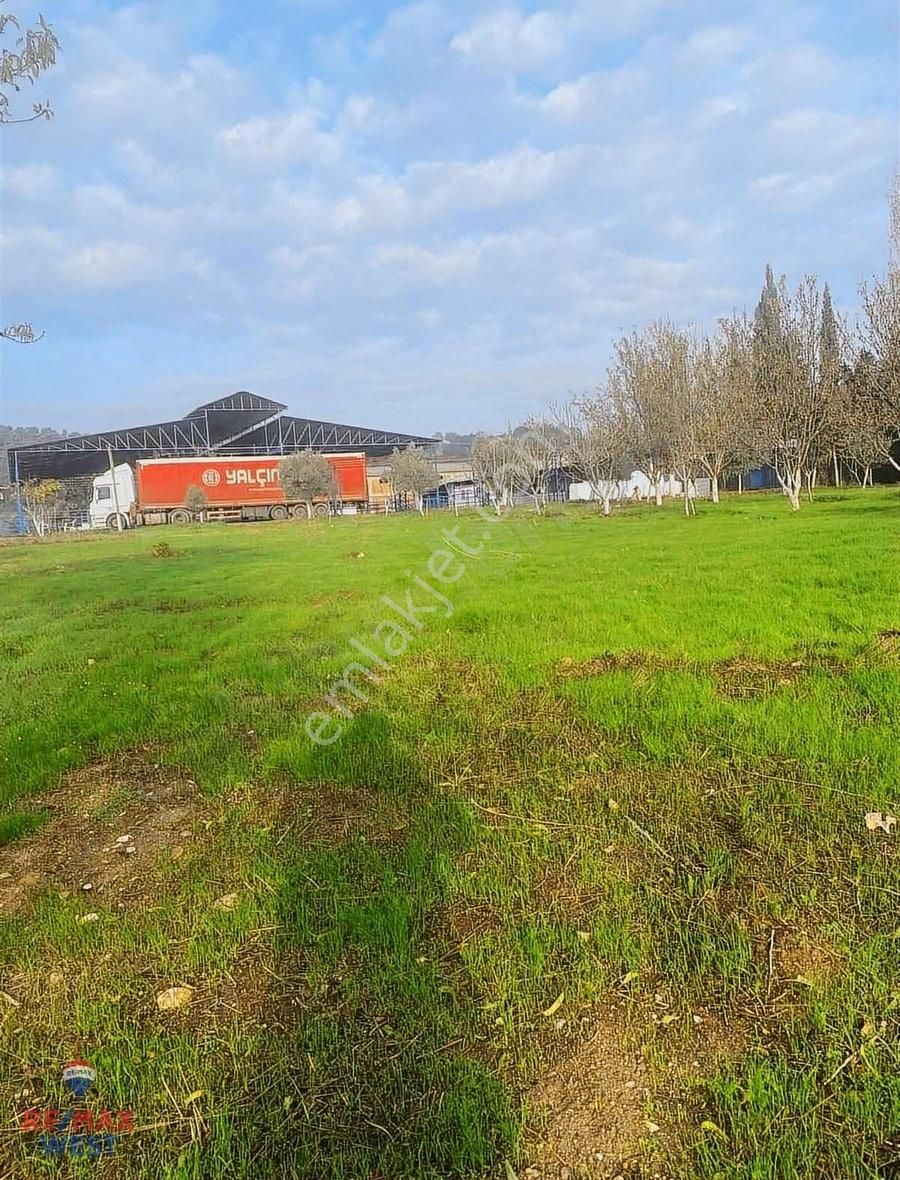 Aydın Germencik'te Satılık Çiftlik - Görsel 2