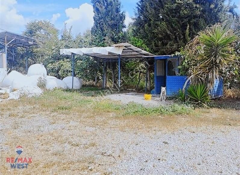 Aydın Germencik'te Satılık Çiftlik - Görsel 5