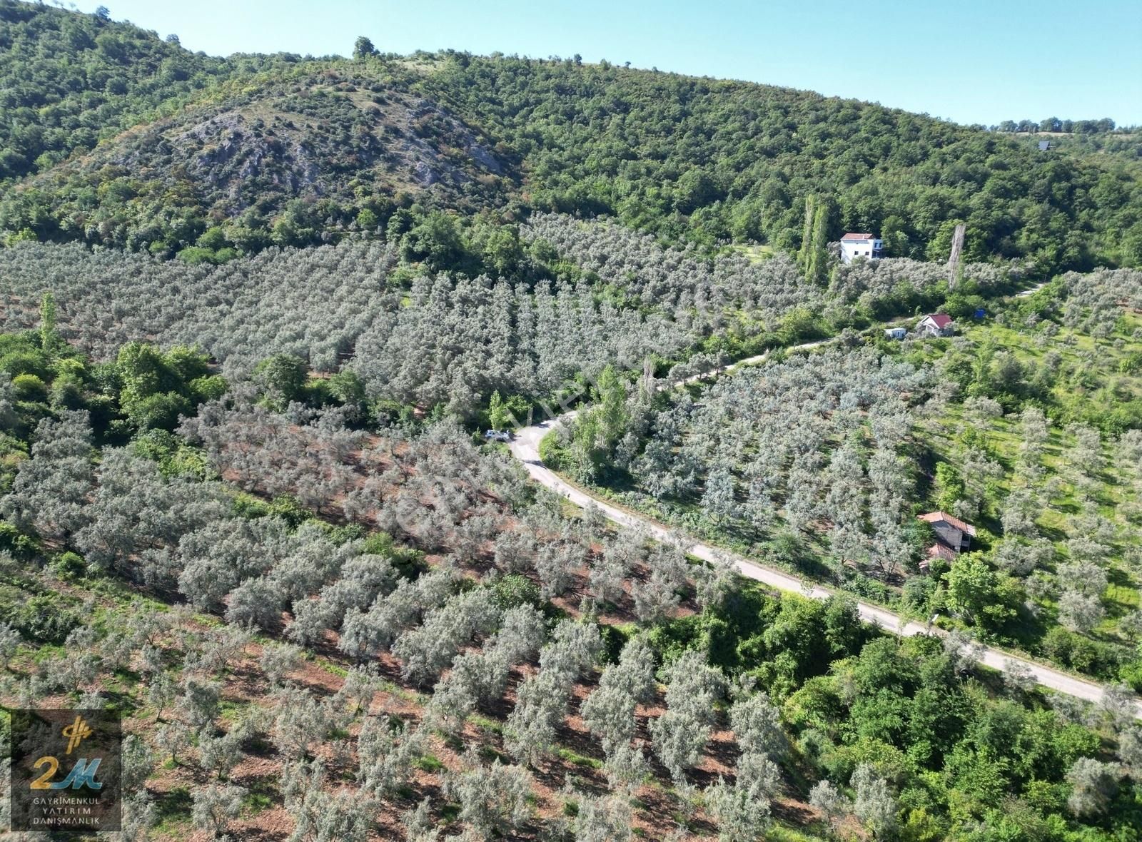 2m Yatırım'dan Şerefiye Mah Şehir Ve Göl Manzaralı Zeytinlik - Görsel 3