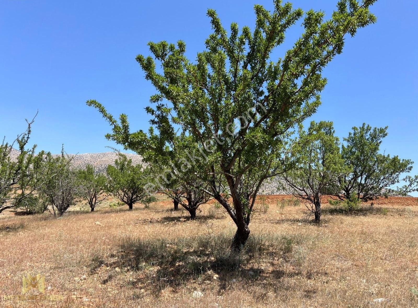 Yetişmiş Badem Bahçesi Mete Mermer'den
