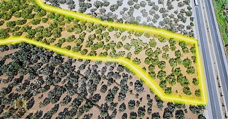Balıkesir Ayvalıkta Harika Yatırım 17.000 M² Müstakil Zeytinlik - Görsel 3
