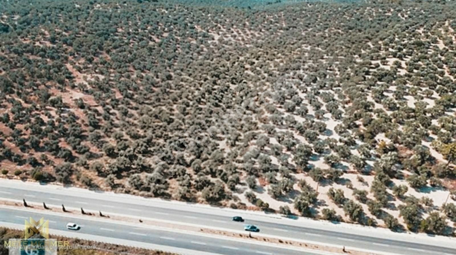 Balıkesir Ayvalıkta Harika Yatırım 17.000 M² Müstakil Zeytinlik - Görsel 4