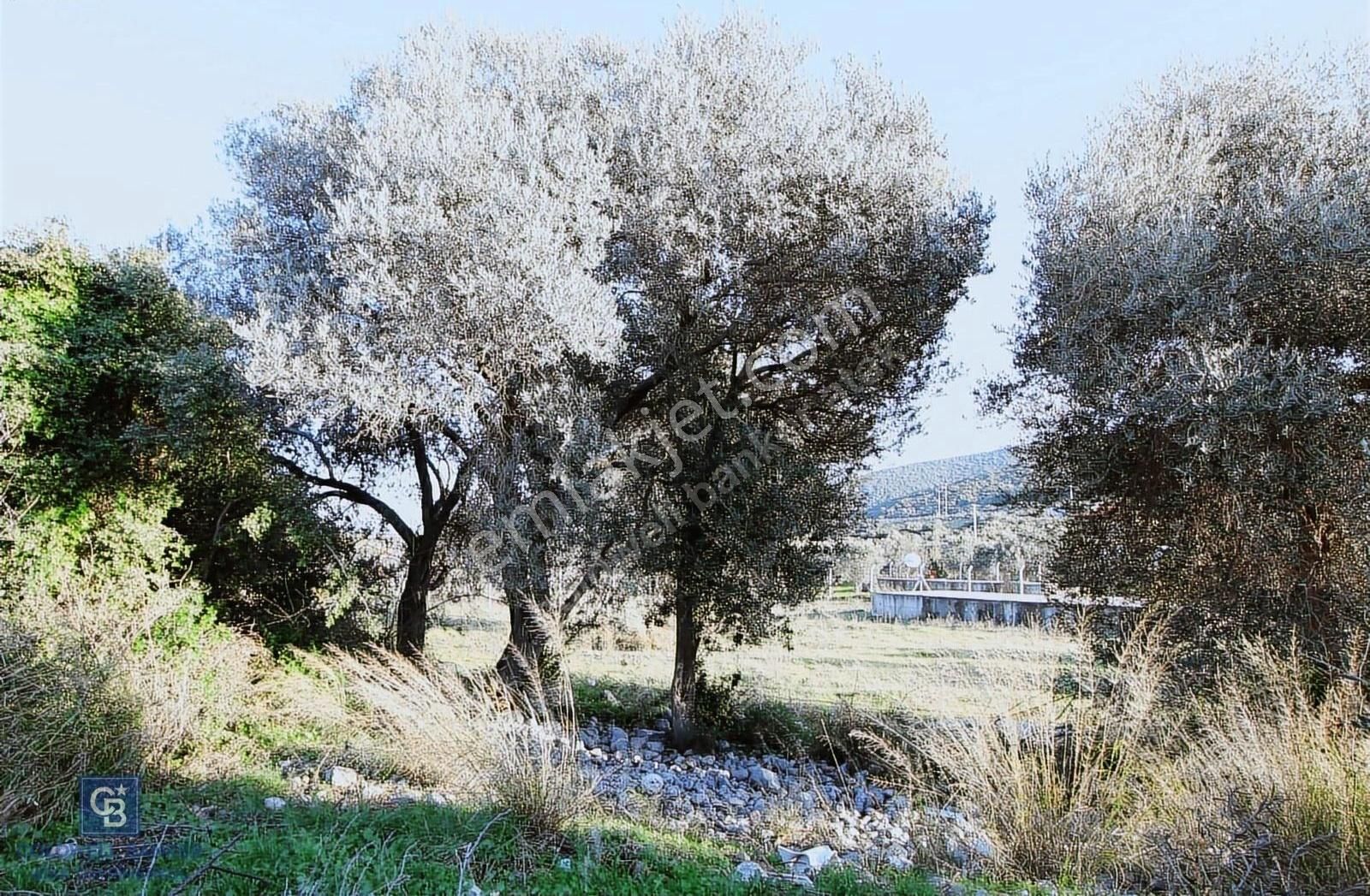 Urla Da Satılık Malikane Arsası Karaburun Gişelerinin Yanında - Görsel 4