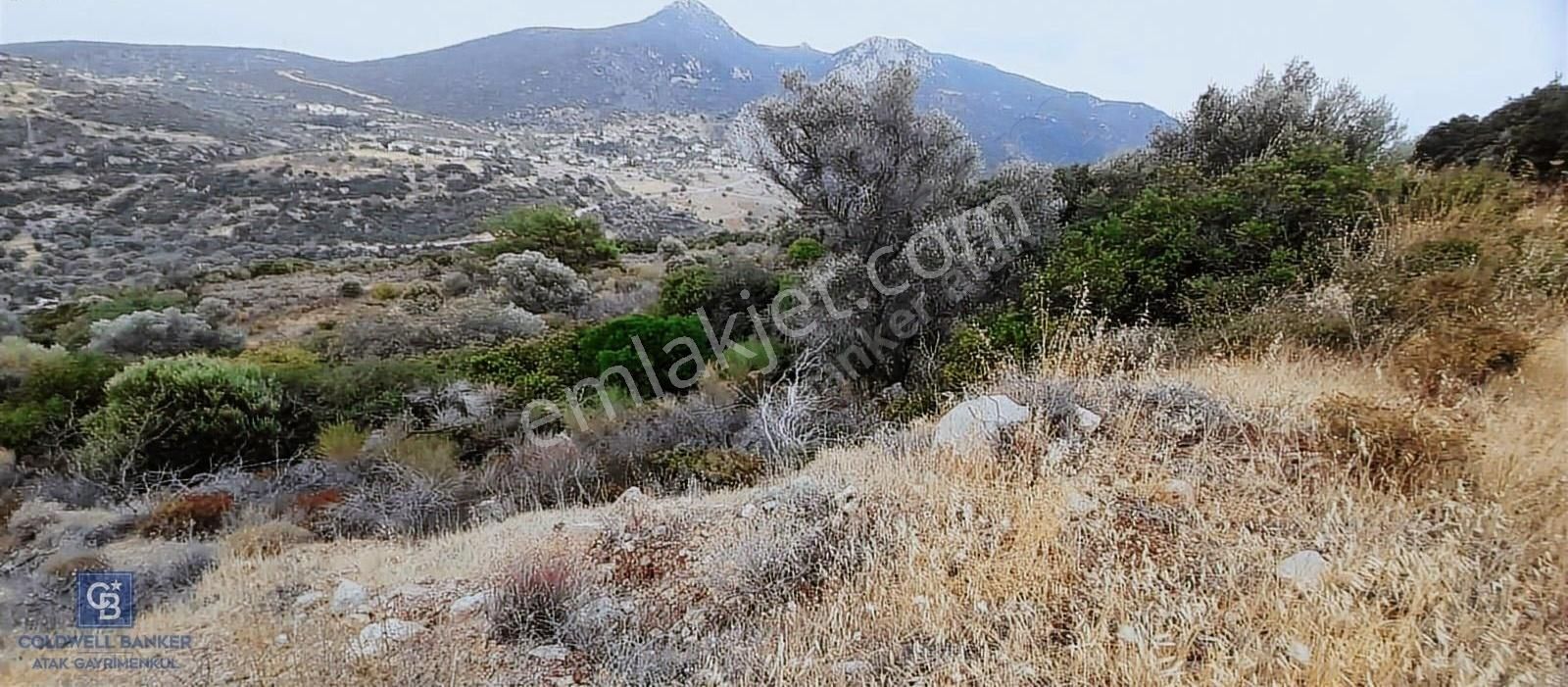Satılık Zeytin Ağaçlı Tarla Bozköy Mahallesi / Karaburun - Görsel 8