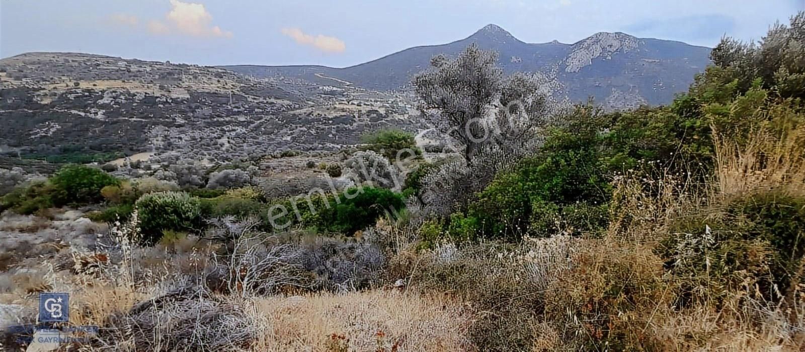 Satılık Zeytin Ağaçlı Tarla Bozköy Mahallesi / Karaburun - Görsel 11