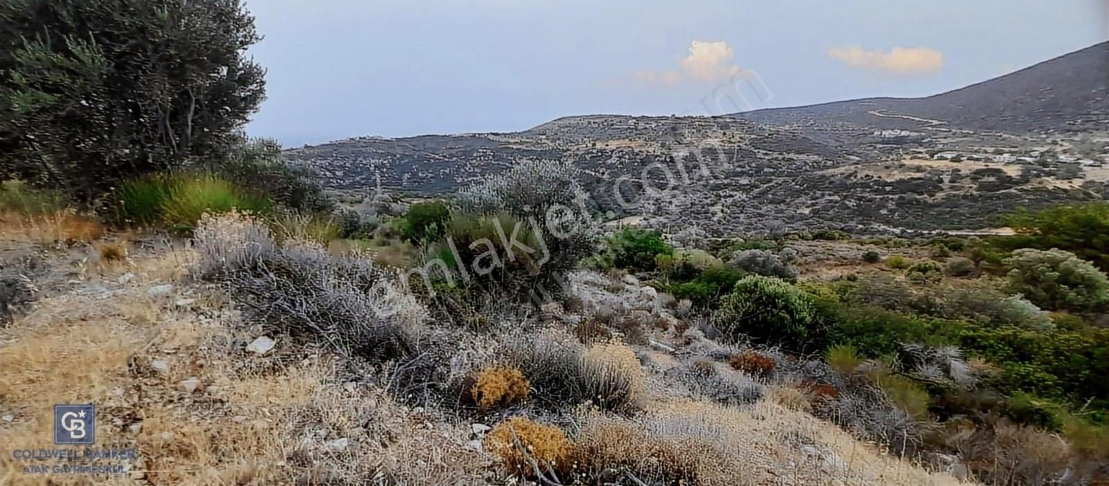 Satılık Zeytin Ağaçlı Tarla Bozköy Mahallesi / Karaburun - Görsel 10