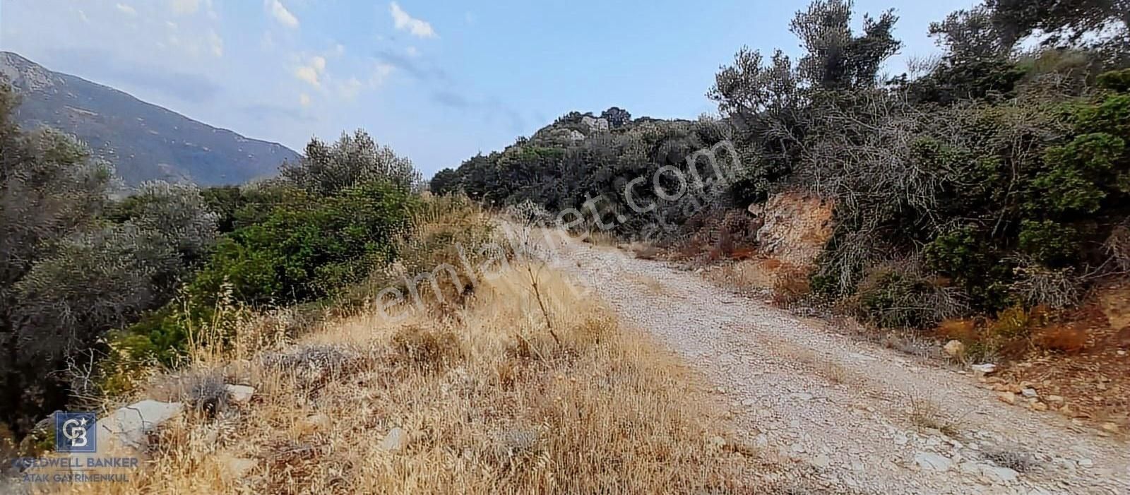 Satılık Zeytin Ağaçlı Tarla Bozköy Mahallesi / Karaburun - Görsel 4