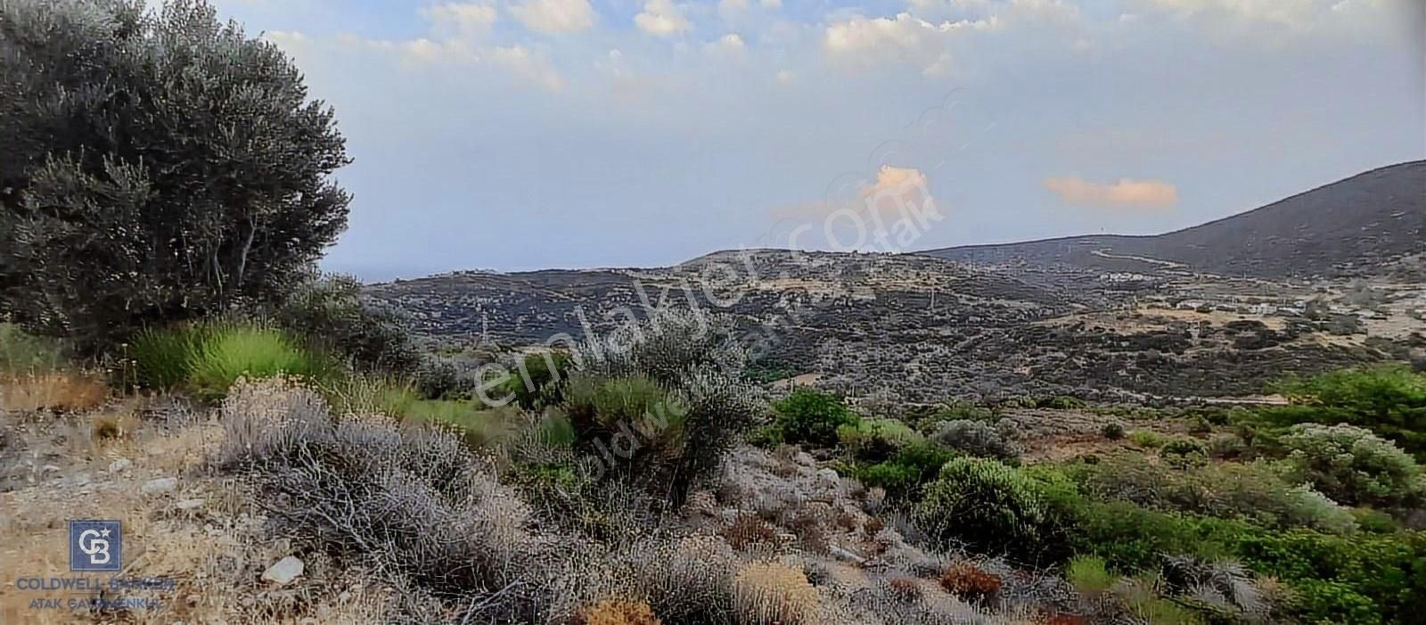 Satılık Zeytin Ağaçlı Tarla Bozköy Mahallesi / Karaburun - Görsel 7
