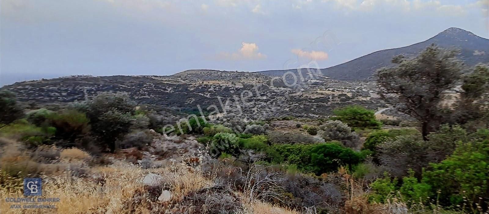 Satılık Zeytin Ağaçlı Tarla Bozköy Mahallesi / Karaburun - Görsel 12