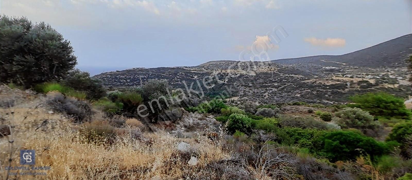 Satılık Zeytin Ağaçlı Tarla Bozköy Mahallesi / Karaburun - Görsel 2