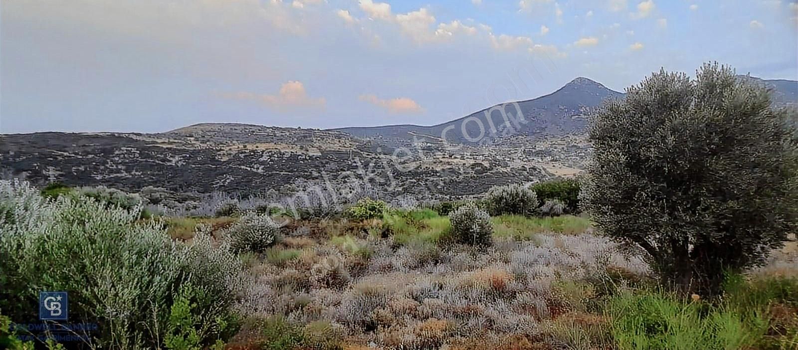 Satılık Zeytin Ağaçlı Tarla Bozköy Mahallesi / Karaburun