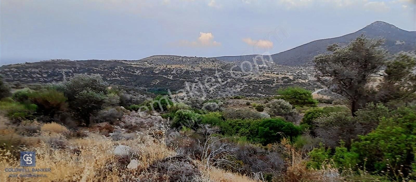 Satılık Zeytin Ağaçlı Tarla Bozköy Mahallesi / Karaburun - Görsel 9