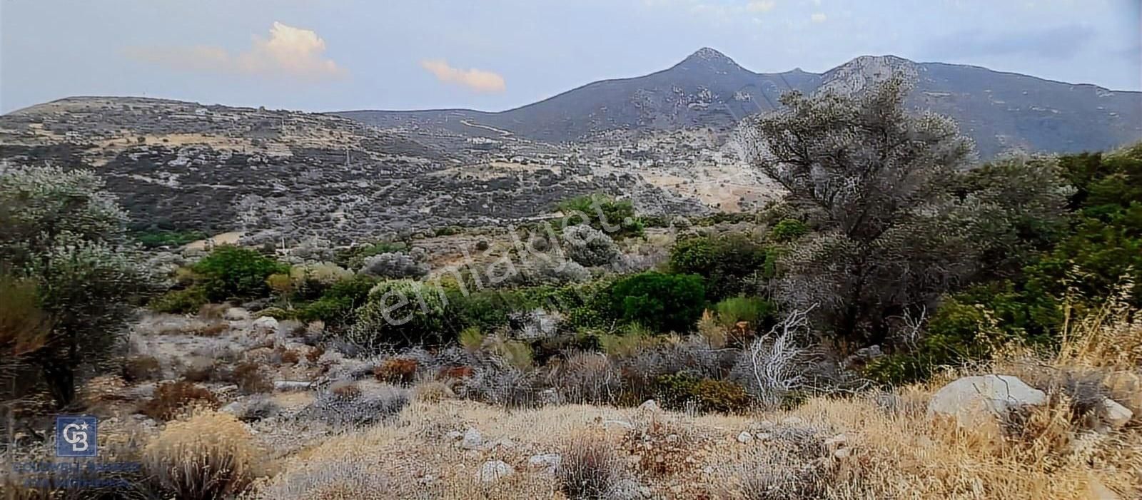 Satılık Zeytin Ağaçlı Tarla Bozköy Mahallesi / Karaburun - Görsel 6