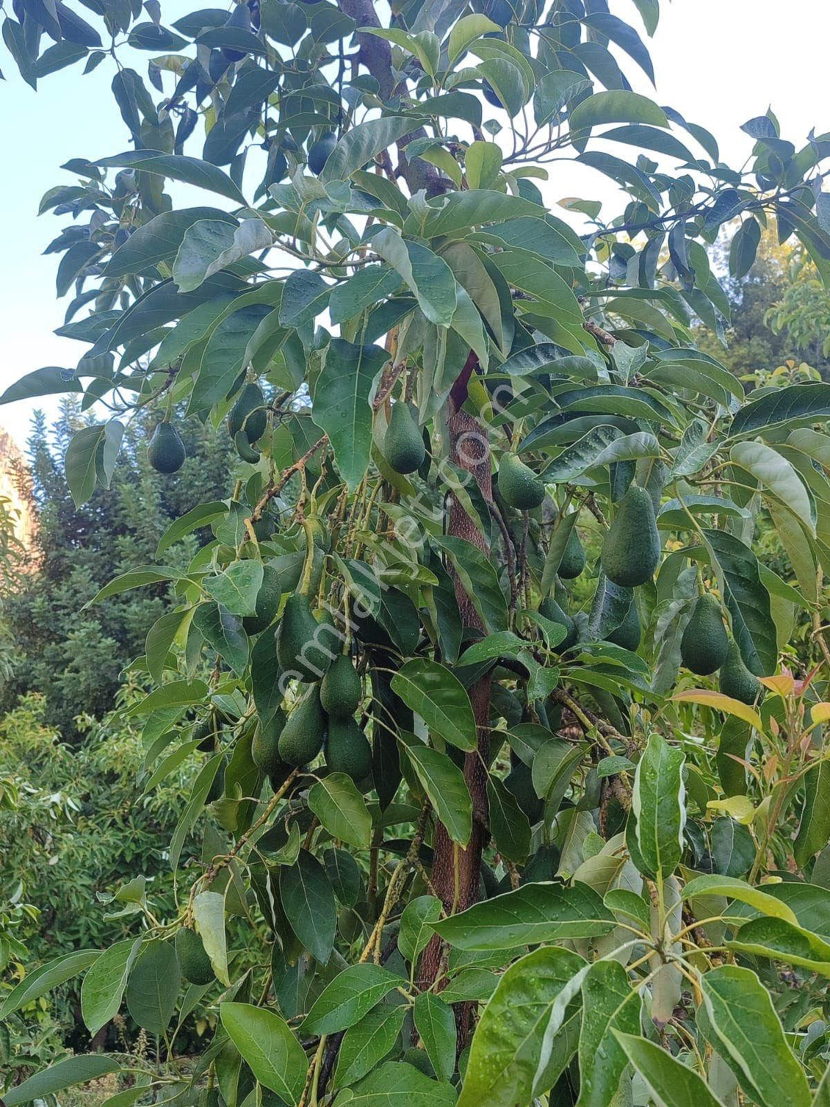 İnal Mahallesinde Uygun Fiyat Satılık 20 Dönüm Avokado Bahçesi