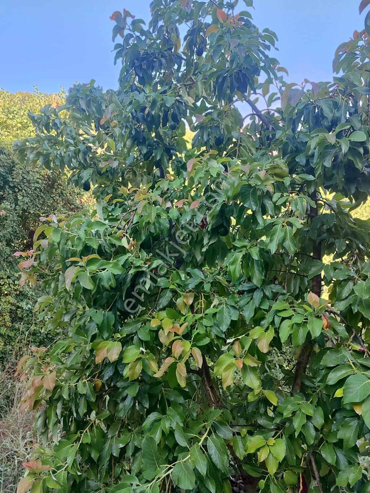 İnal Mahallesinde Uygun Fiyat Satılık 20 Dönüm Avokado Bahçesi - Görsel 2