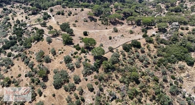 Söke Avcılar Mevkinde, Yatırımlık,27,dönüm Zeytinlik,acil Satılı - Görsel 7
